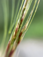 Nassella mucronata