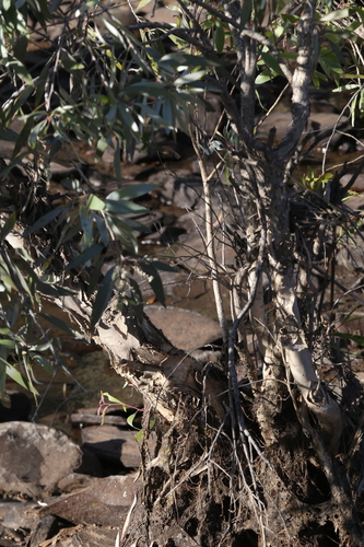 Image of Melaleuca argentea by (c) Hugo Innes, some rights reserved (CC BY)