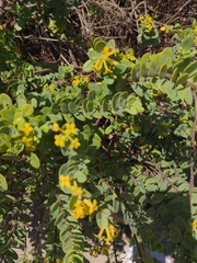 Wikstroemia uva-ursi