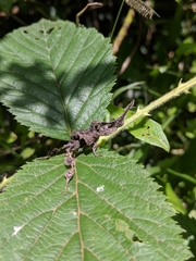 Phyllocrania paradoxa