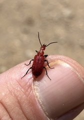 Rhyphonemognatha rufa