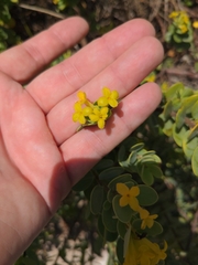 Wikstroemia uva-ursi