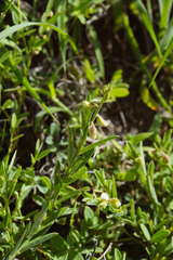 Crotalaria linifolia