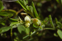 Crotalaria linifolia