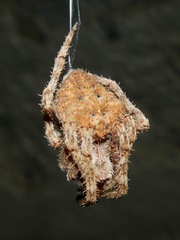Araneus andrewsi