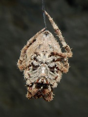 Araneus andrewsi