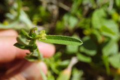 Crotalaria linifolia