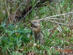 Callospermophilus lateralis