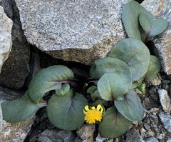 Senecio soldanella