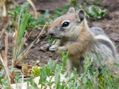 Callospermophilus lateralis