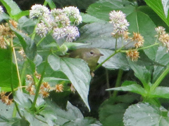Geothlypis philadelphia