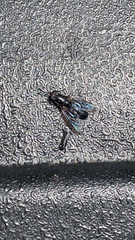 Hermetia sexmaculata