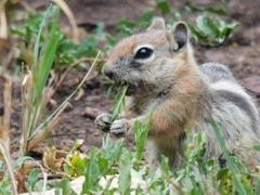 Callospermophilus lateralis