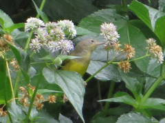 Geothlypis philadelphia