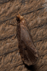 Acrolophus propinqua