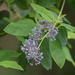 Deerbrush Ceanothus - Photo (c) terrydad2, some rights reserved (CC BY-NC), uploaded by terrydad2
