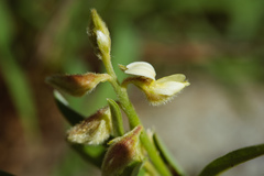 Crotalaria linifolia