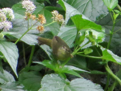 Geothlypis philadelphia