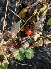 Coccinella septempunctata