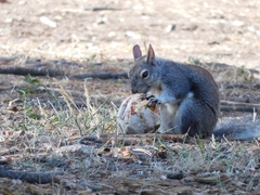 Sciurus aberti