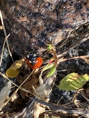 Coccinella septempunctata