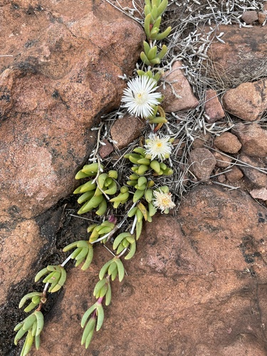 Creeping Rootfig (Khadia borealis)