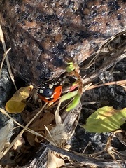 Coccinella septempunctata