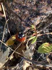 Coccinella septempunctata