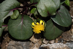 Senecio soldanella