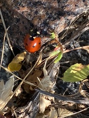 Coccinella septempunctata