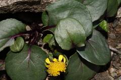 Senecio soldanella