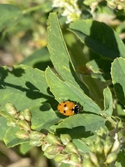 Hippodamia variegata