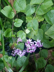 Pericallis aurita image