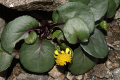 Senecio soldanella