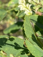 Hippodamia variegata