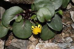 Senecio soldanella