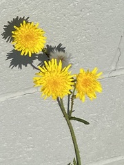 Sonchus arvensis