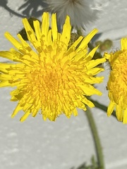 Sonchus arvensis