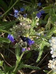 Bombus impatiens