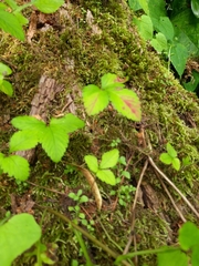 Potentilla micrantha