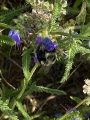 Bombus impatiens