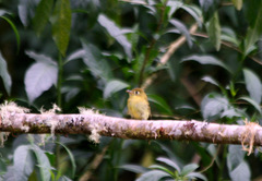Empidonax flavescens