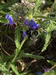 Bombus impatiens