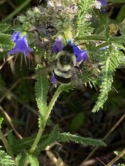 Bombus impatiens