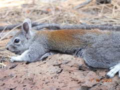 Sciurus aberti