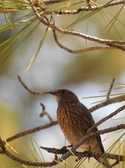 Sialia mexicana