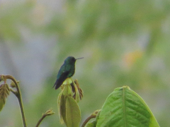 Chlorostilbon melanorhynchus