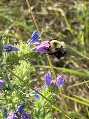 Bombus bimaculatus