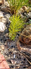 Serruria florida