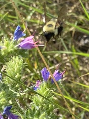 Bombus bimaculatus